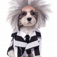 Beetlejuice Pet Costume