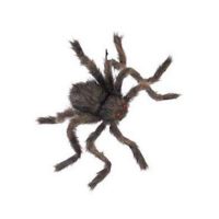 20 in Hairy Spider - Decorations