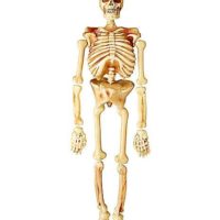 5 Ft Realistic Skeleton - Decorations