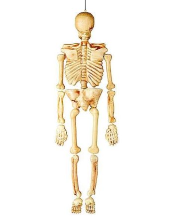 5 Ft Realistic Skeleton - Decorations