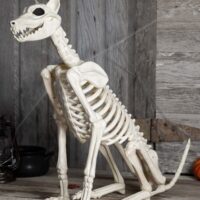 Spike the Skeleton Dog