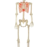 5 foot Poseable Red Light Up Face and Chest Skeleton