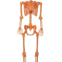 5FT Orange Skeleton with Pumpkin Head Halloween Decoration