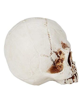 Jawless Skull