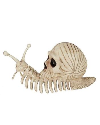 Skeleton Skull Snail